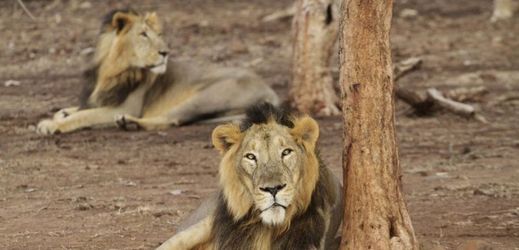 V indickém přírodním parku Gir žije zhruba 500 lvů, kteří jsou na seznamu ohrožených druhů.