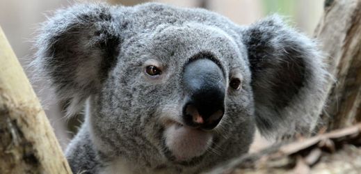 Letos bude výsledky zápasů evropského šampionátu ve fotbale předpovídat koala Oobi-Ooobi z lipské zoo. 