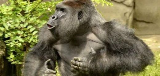 Zabití gorilího samce Harambeho vyvolalo vlnu kritiky.