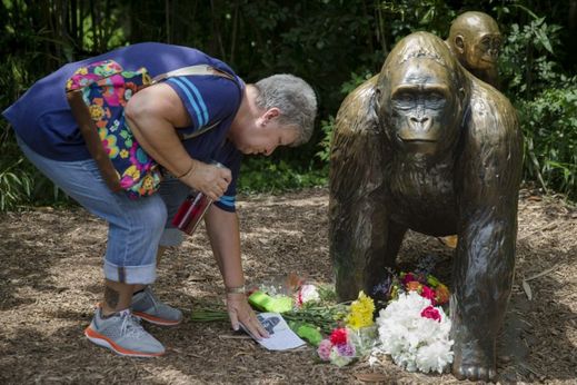 Lidé v zoo pokládali květiny k sousoší goril či je sypali přímo do výběhu.