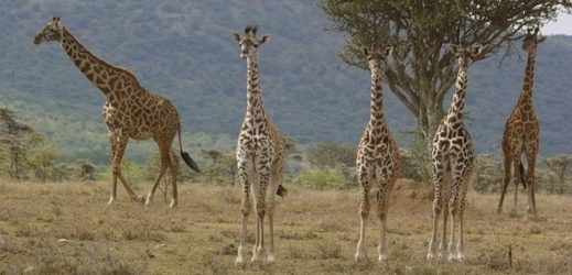 Žirafy jsou v Africe přistěhovalci.