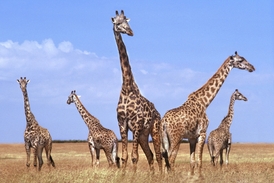 Žirafy žijí ve skupinách.