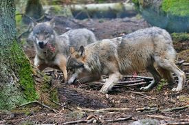 Od října je centrum v Srní, kde je jedenáct vlků včetně pěti čerstvě narozených mláďat.