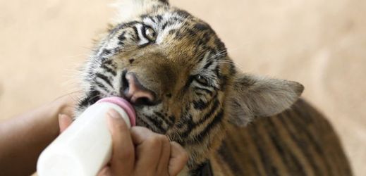Turisté si rádi pořizovali selfie s tygřími mláďaty krmenými z lahví mlékem.