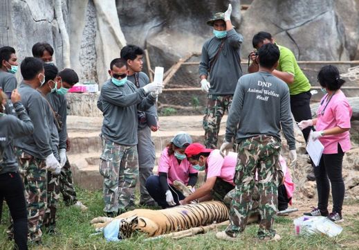 Thajské úřady se rozhodly odebrat desítky tygrů z chrámu, na převoz jich čeká ještě 85.
