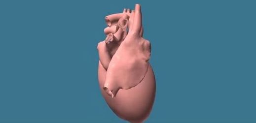 Model lidského srdce bude sloužit pro digitální testování novinek či ověření účinků konkrétních postupů (ilustrační foto).