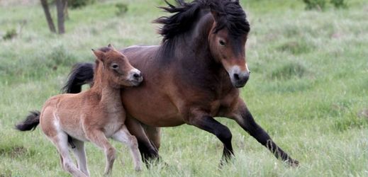 Na pastvině u Milovic je nyní dvanáct hříbat divokých koní.