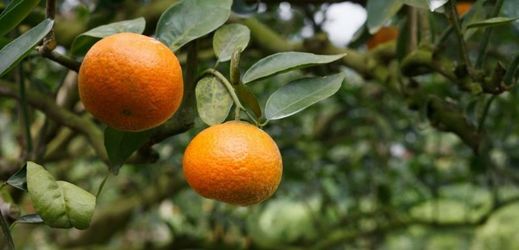 Návštěvníci mohou ve sklenících vidět různé plody citrusů jako je například pomerančovník či cedrát.