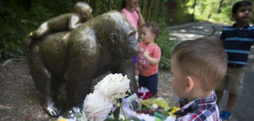 Lidé pokládají k soše gorilího samce květiny. 