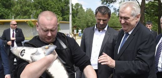 Prezident Miloš Zeman (vpravo) si prohlíží jesetera z Fakulty rybářství a ochrany vod Jihočeské univerzity ve Vodňanech, kam zavítal 2. června při své návštěvě Jihočeského kraje. Přihlíží hejtman Jiří Zimola (druhý zprava).