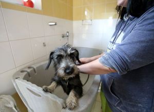 Psi si užívají i mnohé koupele.