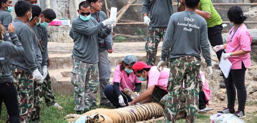 Záchranáři pomáhají jednomu z týraných tygrů.