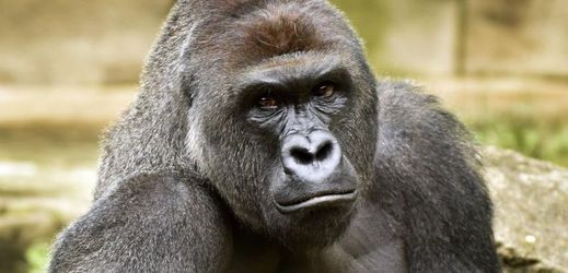 Dvoumetrákový samec gorily nížinné Harambe.
