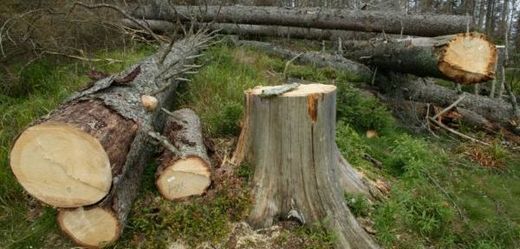Většina vytěženého dřeva pocházela z jehličnatých stromů.