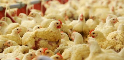 Evropský parlament rozhodl, že musí skončit rozšířená praxe podávání antibiotik zdravým zvířatům v zemědělských chovech.