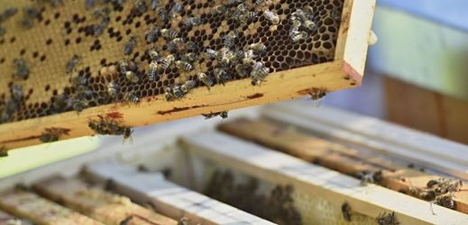Nový projekt by měl zvýšit imunitu včel vůči moru.