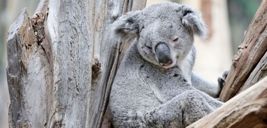 Australské koaly jsou již dlouho vystaveny chlamydiovým infekcím.