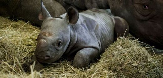 Nové mládě nosorožce dvourohého je sameček.