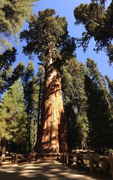 Největší strom na zeměkouli, měřeno objemem dřeva, je General Sherman.