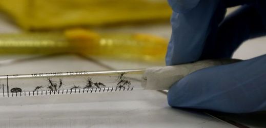 Epidemie ziky trvá už zhruba rok a nejvíce případů onemocnění zaznamenala Brazílie.