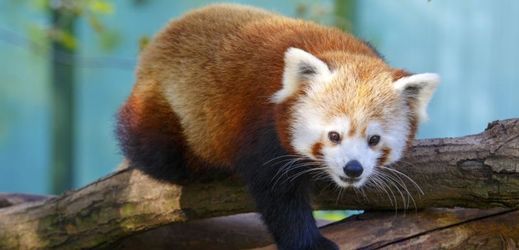 Panda červená patří do kategorie ohrožených druhů.