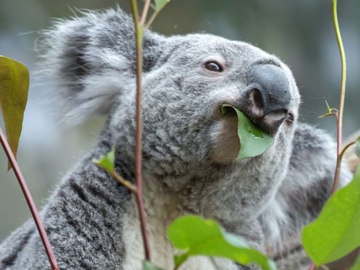 Koala Oobi-Ooobi z lipské ZOO se stará o výsledky na letošním turnaji