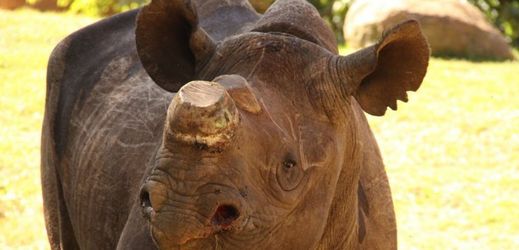 Nosorožci patří k velmi ohroženým druhům (ilustrační foto).