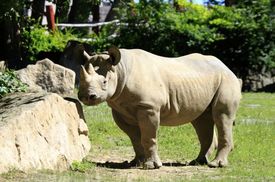 Dvorská zoo chová nosorožce dvourohé jako jediná v Česku.