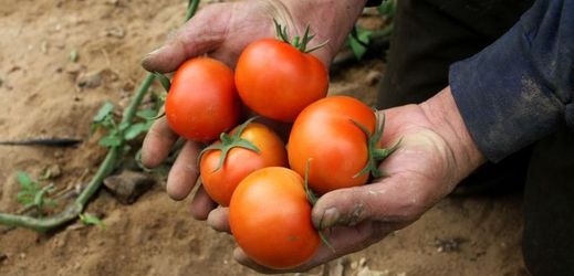 Na Marsu podle vědců lze pěstovat rajčata, ředkvičky, hrášek a žito.