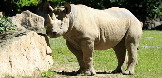 Cílem přesunu je posílit populaci nosorožců v Tanzanii.