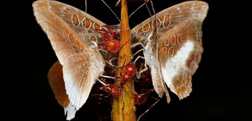Motýl Adelotypa annulifera s mravenci.