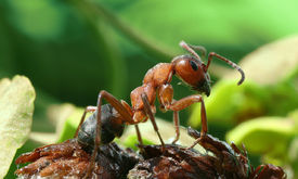 Kolonie mravenců lesních občas startují jako parazité.