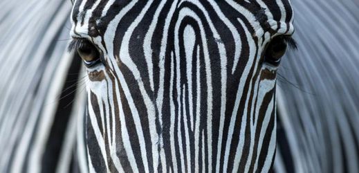 Zebry pravděpodobně utekly z cirkusu Berousek, podle majitele je však prý vypustili ochránci zvířat (ilustrační foto).