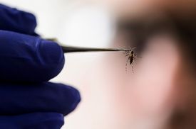 Nejúčinnější prevencí je zabránit bodnutí komárem, který virus zika přenáší. Česká výprava bude vybavena speciálními repelenty.
