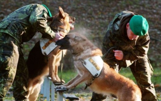 V rámci víkendu na hradě Grabštejn budou probíhat i ukázky výcviku psů AČR.
