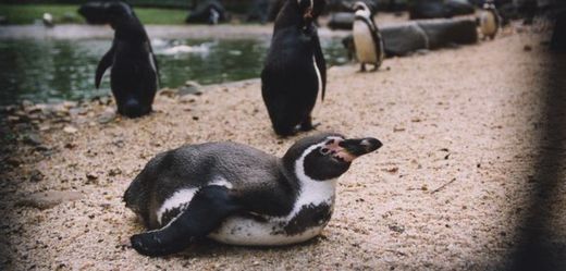 Na ústecké tučňáky mohou lidé přispět v rámci kampaně Tučňáci jdou do zoo.