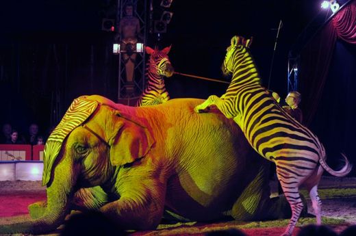 V tradičních cirkusech je obvyklá drezura zvířat. A to se nelíbí ochráncům (ilustrační foto).