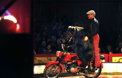 Slavné číslo s cvičenými medvědy je jedním z hlavních taháků známého tradičního českého cirkusu Berousek.
