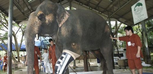 Thajský doktor Tcherdčaj Dživacate dělá slonům ortézy na míru (ilustrační foto).
