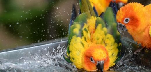 Neznámý pachatel ukradl na Královéhradecku celkem třináct papoušků (ilustrační foto).
