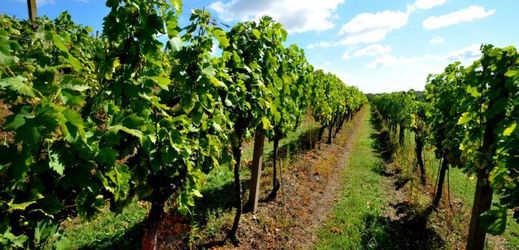 Znovín Znojmo chce vinici rekultivovat a zapsat ji na seznam UNESCO.