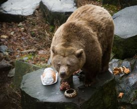 Medvědi se normálně dožívají 26 let, Vok už pět let přesluhoval.
