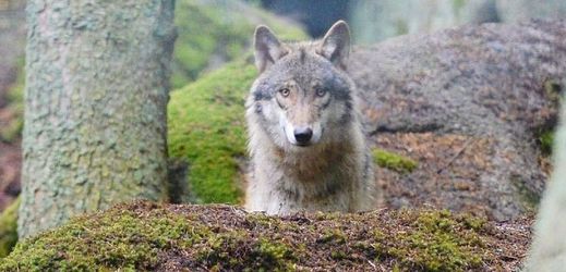 Celkový počet vlků v Máchově kraji není aktuálně znám.