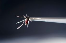 Komár aedes aegypti, který virus zika přenáší.