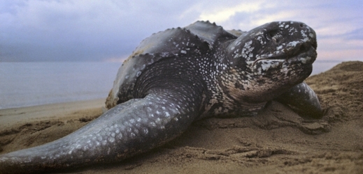 Největší v současnosti žijící želva je kožatka velká.