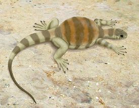 Vzdálený předek želv Eunotosaurus africanus.