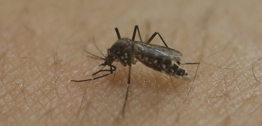 Komár Aedes aegypti přenáší množství nebezpečných nemocí.