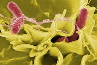 Biologové použili bakterie rodu Salmonella jako sebevražedné atentátníky.