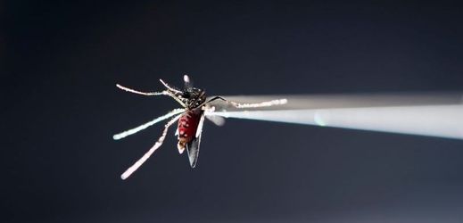 Zkoumání komára (ilustrační foto).
