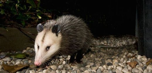 Vačice opossum (ilustrační foto).